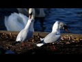 Black headed gulls, Having a stand off