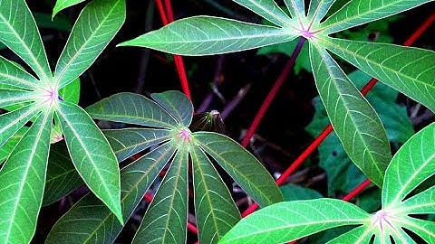 Không thể ngon hơn - Đặc sản của người Bana -  Lá sắn (lá mì) xào