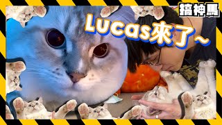 【看貓時間】不穿褲子❤️阿神搶吻Lucas！頻道觀看數擔當吉祥物貓咪