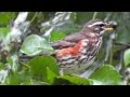 Redwings at Tehidy Woods in The Rain