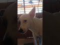 ela sabe que vai passear #cachorro #pets #dog #amomeucachorro #animais #funny #adote