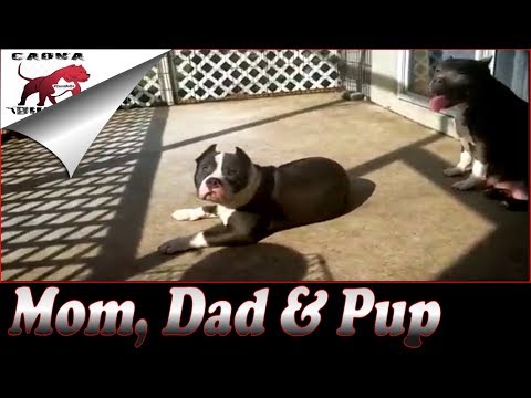 Dad and son breeding