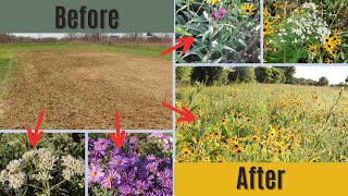 Transforming Lawn to Pollinator Garden: Establishing Native Prairie