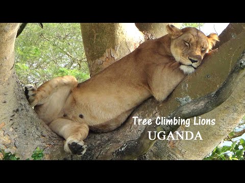 Queen Elizabeth National Park - Ishasha - Tree Climbing Lions - 2014 - UGANDA