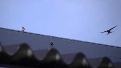 Vroege Vogels - Boerenzwaluw