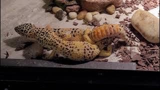 Leopard Gecko Porn