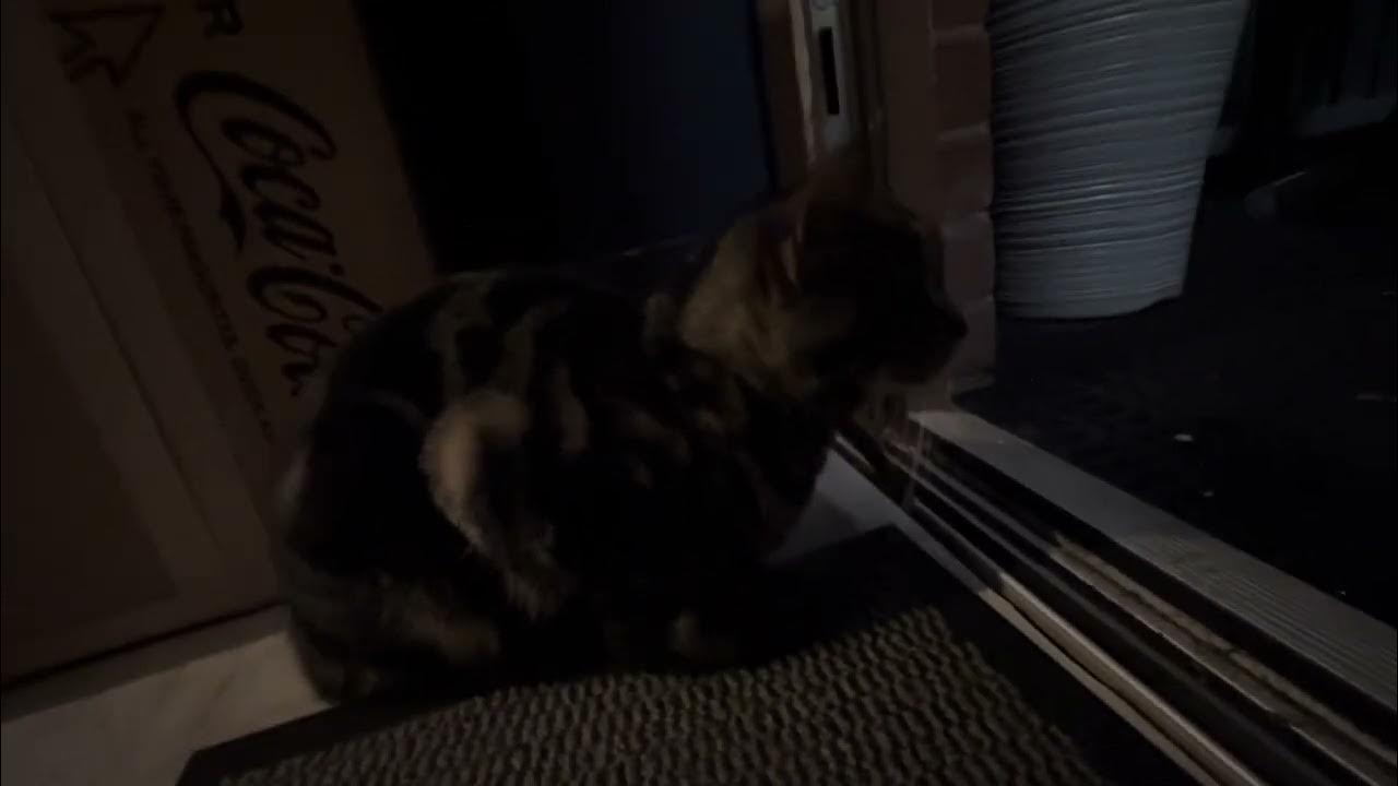 EL TABSTERINO CAT WONT GO OUT IN THE RAIN 😂 YouTube