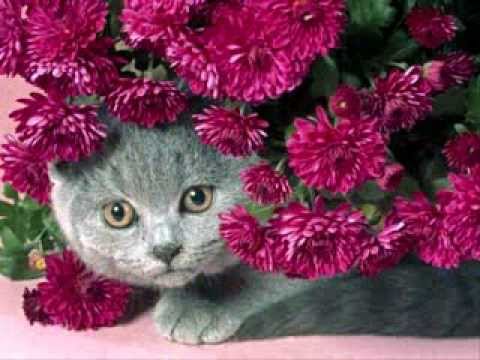 Copie a Akcent - Cel Mai Dulce Cadou