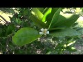 Agroscience-Floracion Limon