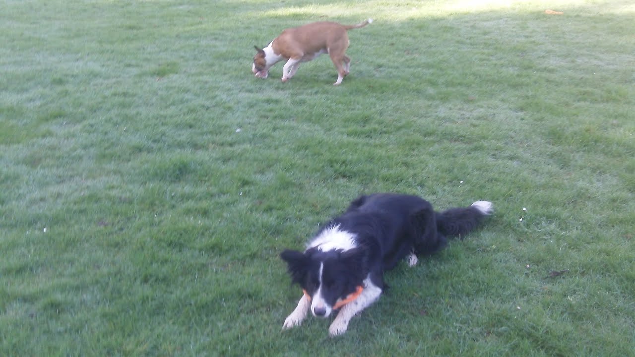 jet-border-collie-ruby-ebt-dogtrainersuk-youtube