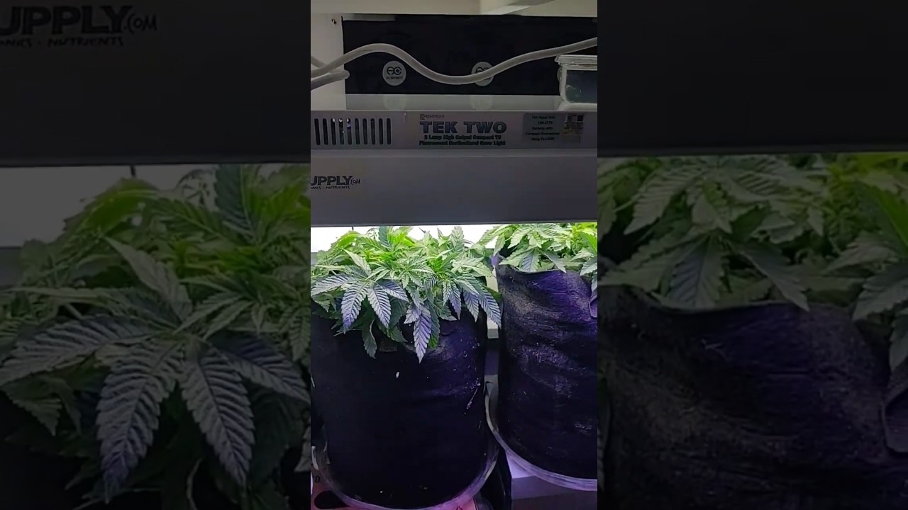 day 34 from seed 95 Watt micro grow 