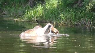 Moose In Chena River