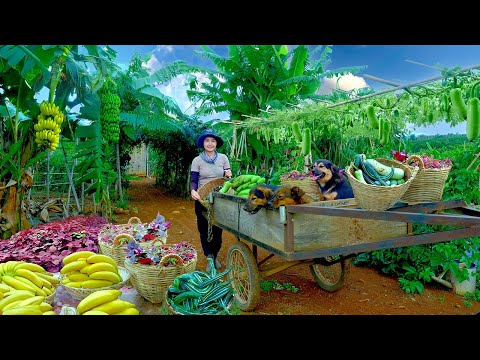 Harvest Snake Gourd,