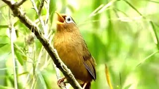 Burung Hwamei Wambi Ngamuk Istimewa Gacor Suara Jernih Isian special