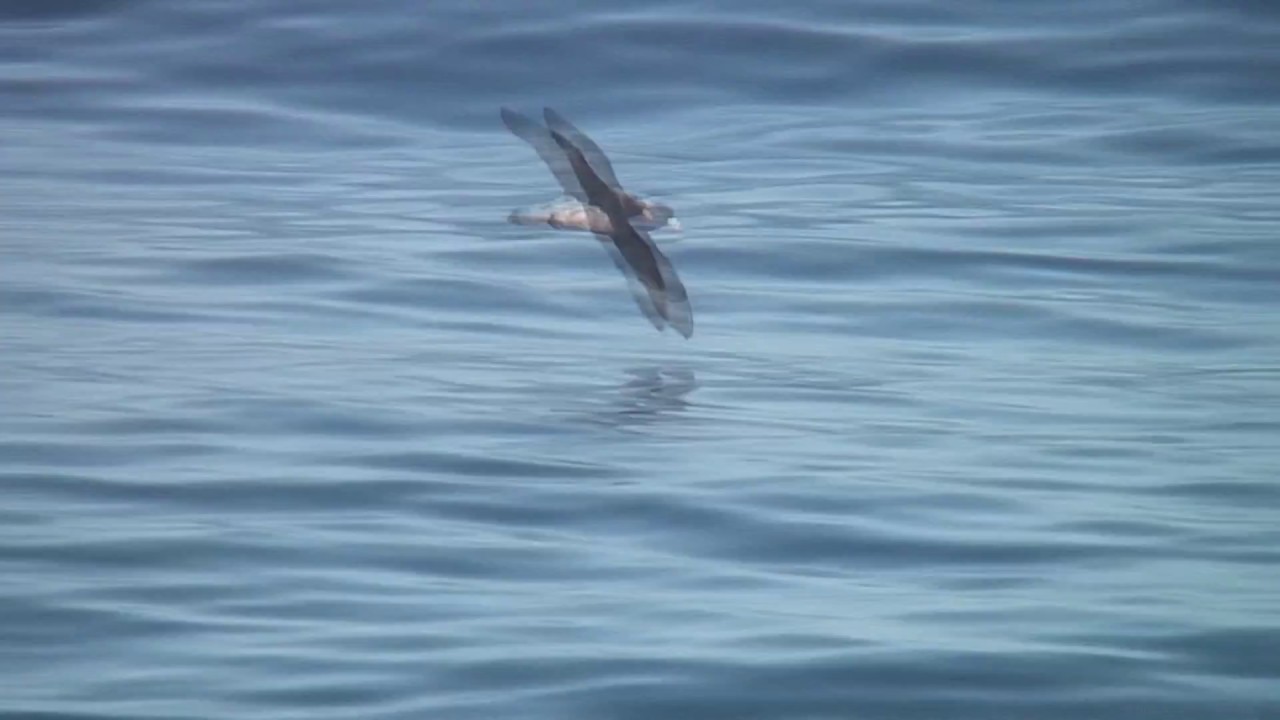 フルマカモメ 1 淡色型 暗色型 中間色 営巣 白色型 Fulmar Wild Bird 野鳥 動画図鑑 Youtube