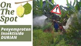 Penyemprotan Insektisida Tanaman Durian Pestisida ( Applying insecticides on durian )