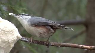 NÖTVÄCKA  Eurasian Nuthatch  (Sitta europaea)  Klipp - 3389