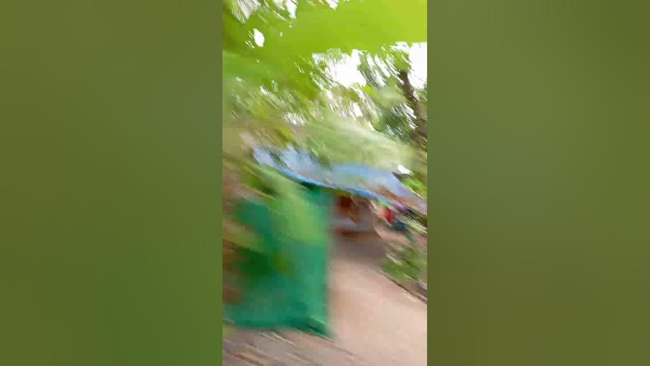 Palm Trees Cherai Beach Kochi Trip Auto Rikshaw beautiful kochi trip