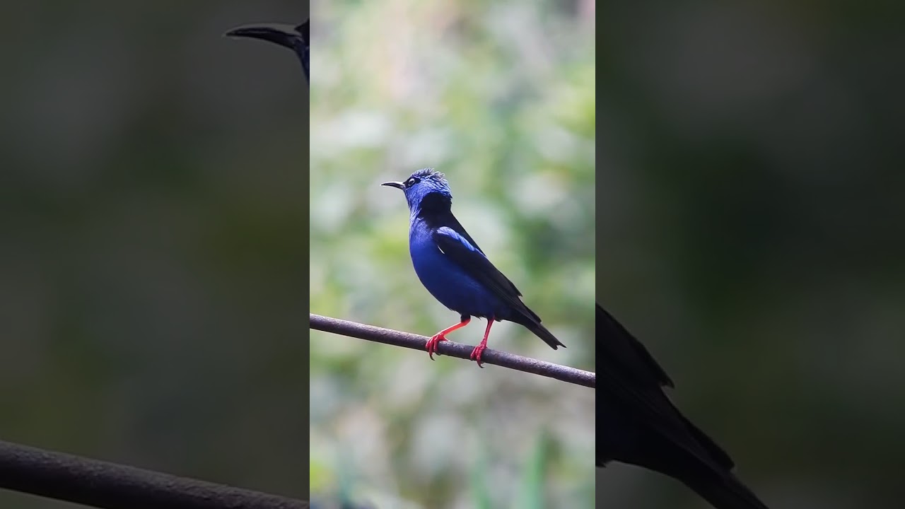 Red legged Honeycreeper at La Ramona