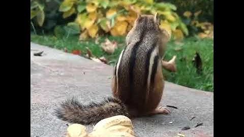 squirrel