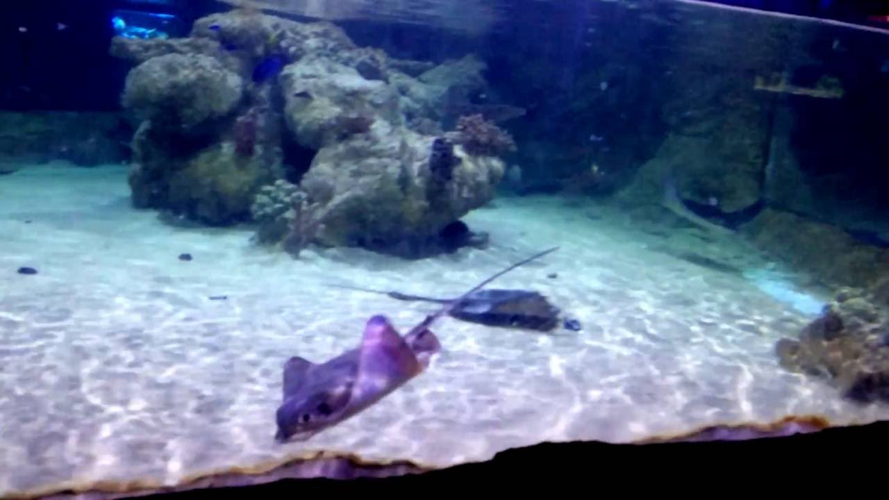 Fishes at Austin aquarium YouTube