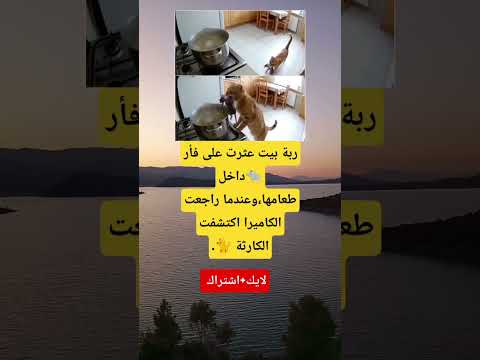 ربة بيت تعثر على فأر داخل طعامها الكاميرا تكشف المفاجأة الصادمة