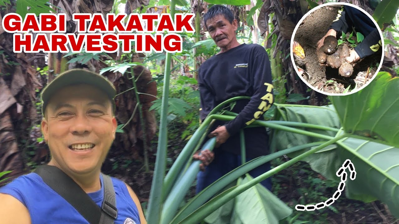 GABI ROOT CROPS (TAKATAK) HARVESTING Biyaherong Batangueno YouTube