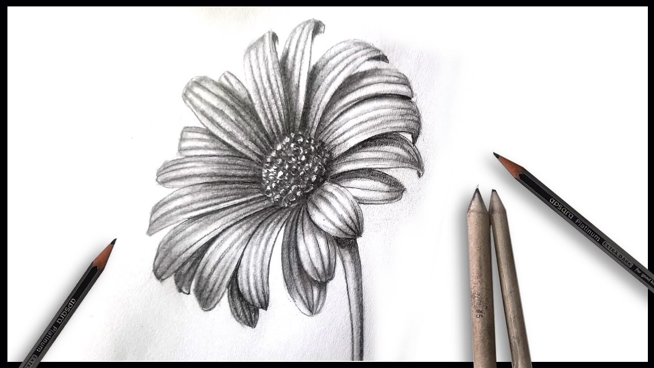 How to do a Daisy Flower Drawing: Step-By-Step - Artsydee - Drawing,  Painting, Craft & Creativity