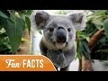 10 Fun Facts About Koalas