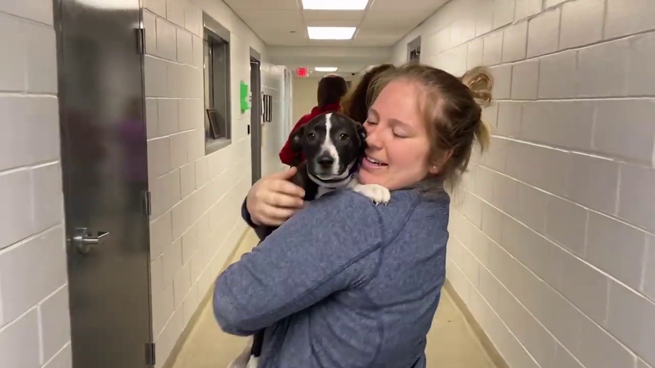 cinti craigslist pets