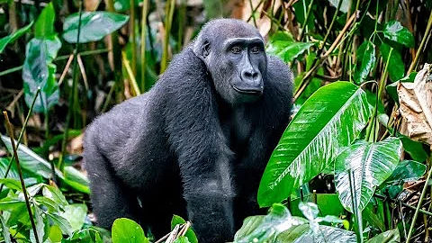 Western Lowland Gorillas, Congo #wildlife #gorillas #congo