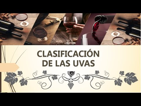 Video: Uvas Vici (30 Fotos): Una Descripción De Las Uvas Triangulares De La Doncella. ¿Puedo Cortarlo? Cultivo De Uvas Ornamentales De 3 Palas