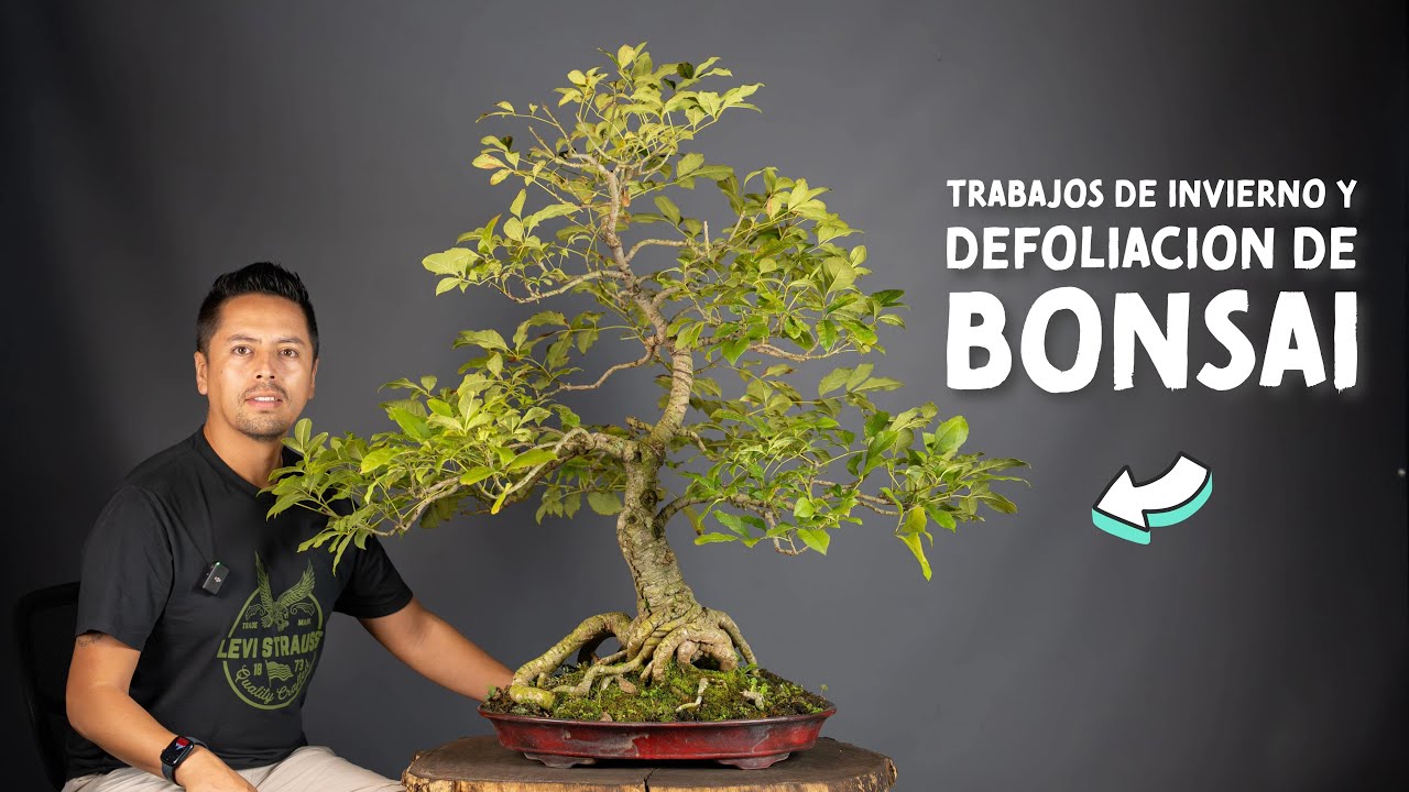 Trabajos de Invierno y Defoliación de Bonsai