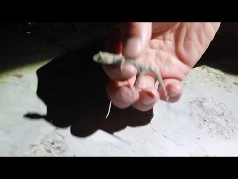 Video: Bir Kertenkele Kuyruğunu Nasıl Tutuyor