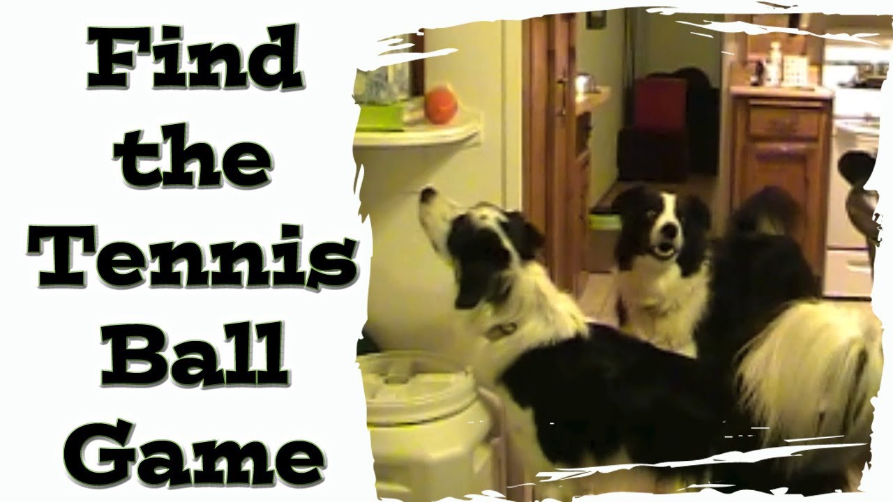 Find the Tennis Ball Game Fun for dogs YouTube