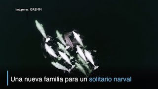 Una Nueva Familia Para Un Solitario Narval