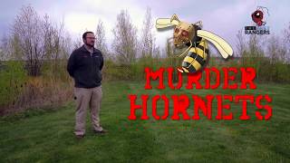 Murder Hornets