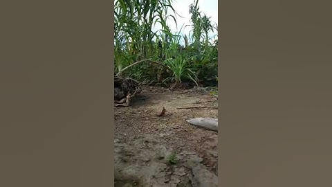 Cuab qaib qus nplog ted