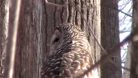 Owl spinning head! SCARY!
