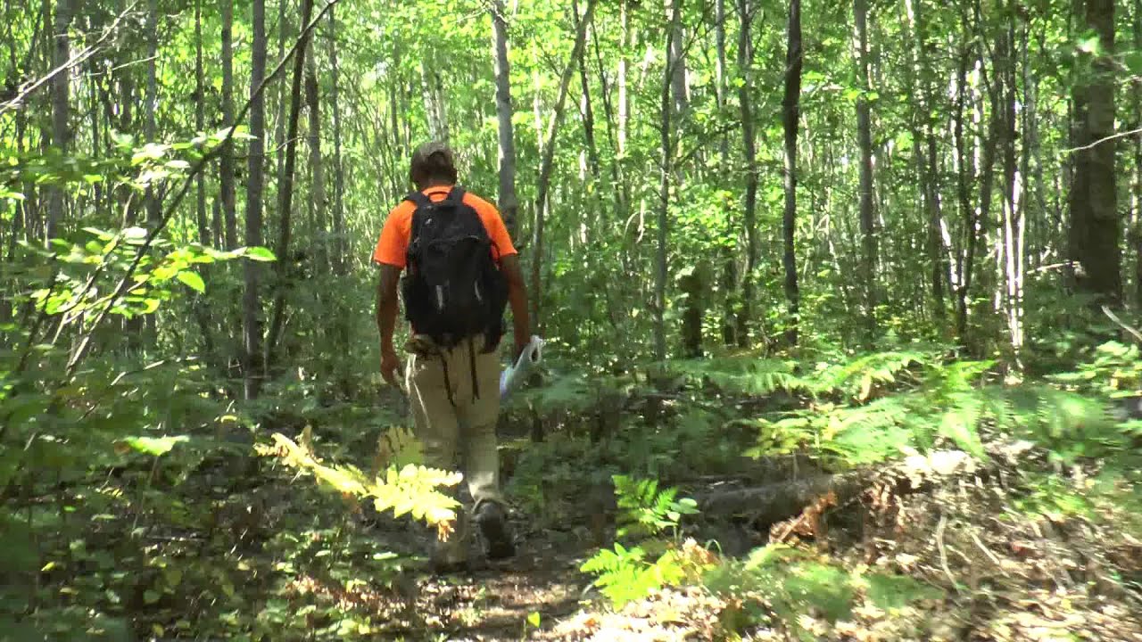 Bear Bait in Wolf Caution Area of ChequamegonNicolet National Forest