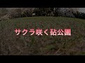 空撮で見る満開の桜 砧公園