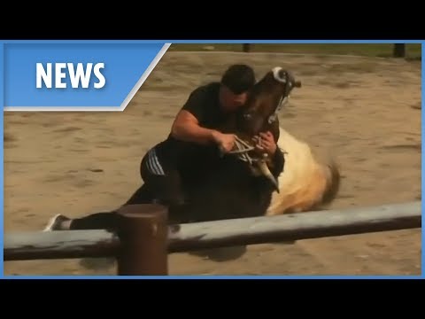 Video: Arabian Bull Wrestling - Matador Netzwerk