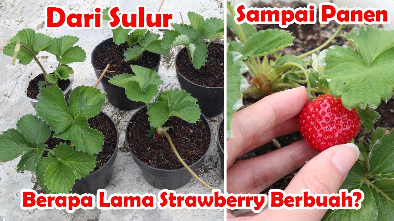 Panen Strawberry Hasil Experiment Dari Sulur Sampai Berbuah