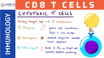 Cytotoxic T Cells/CD8 T Cells | Immunology