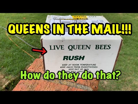 Honey Bee QUEENS in the MAIL!!! HOW do they DO that?