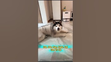 Lừa Đảo Ngu Ngốc Gọi Cho Tí Đô😹📱 #thúcưng #vậtnuôi #chómèohàihước #funny #meohera