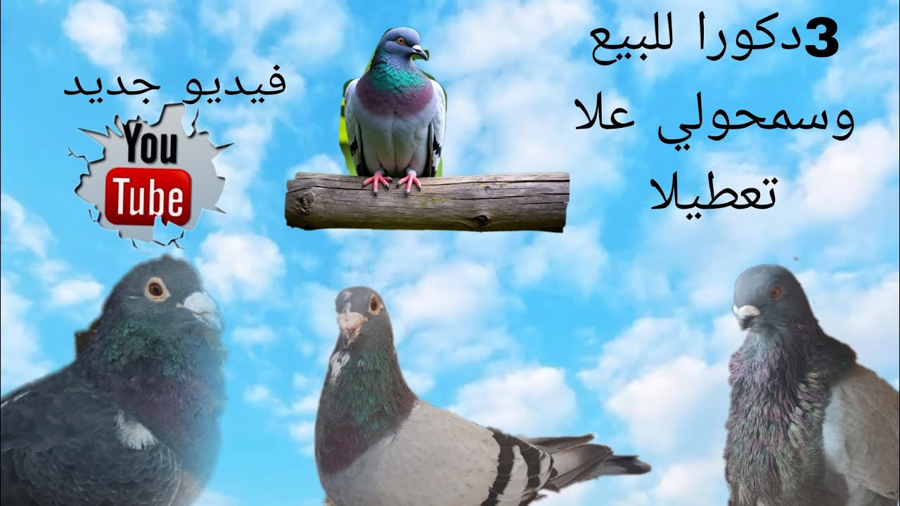 فيديو جديد 🤯كنبيع حمامي 🕊#حمام #تربيت الحمام#حمام فاس