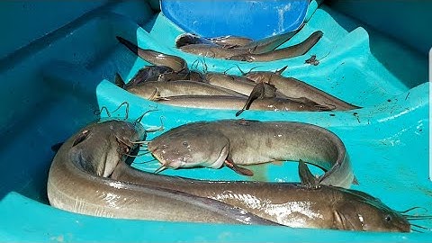 Giăng câu lần đầu tiên dính cá ngát thấy mà mê luôn