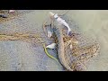 सोल मछली का शिकार गांव के लड़के || Fishing video || River Fishing Hunting