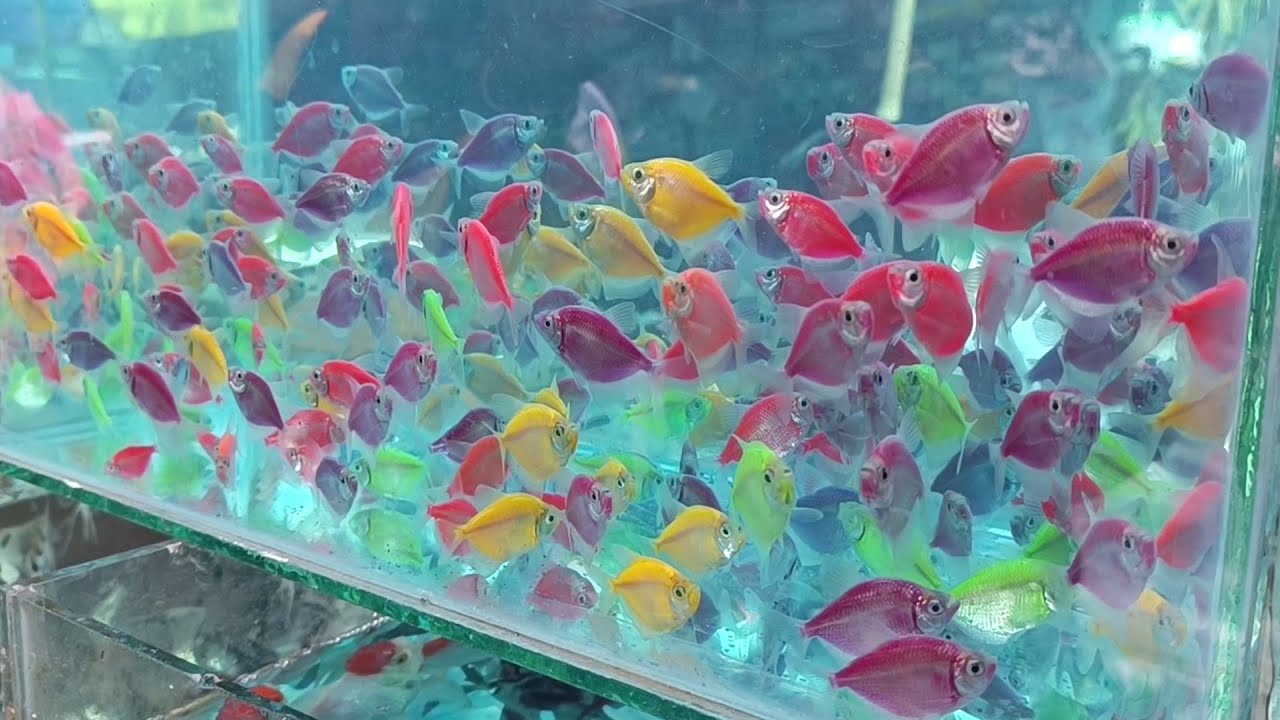 An Amazing Collection of 999+ Beautiful Fish Images in Full 4K